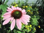 My echinacea