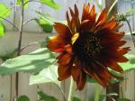 ornamental sunflowers 