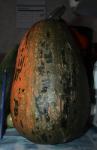 Unknown squash like gourd