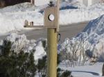 Downy Woodpecker                  2009