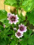 Malva, these turned out more beautiful then I thought they would.