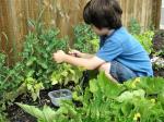 my son picking peas 