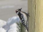 Downy Woodpecker                  2009