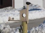 Downy Woodpecker    2009  & a starling