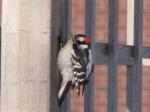 Downy Woodpecker                2009