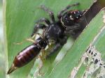 Spider catches Earwig