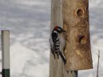 Downy Woodpecker    2009