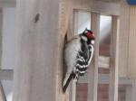 Downy Woodpecker              2009