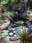 pond feature