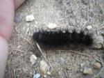 black caterpillar