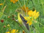 American Goldfinch