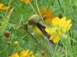 American Goldfinch