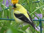 American Goldfinch