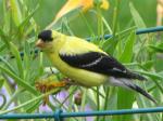 American Goldfinch