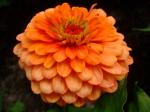 Zinnia