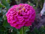 Zinnia