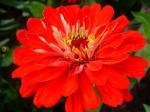 Zinnia