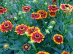 Helenium