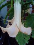 Brugmansia Bloom