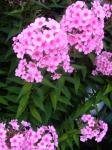 Phlox