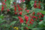 Texas Red Salvia