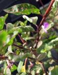 Polka Dot Plant - flower