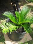 Sago Palm - growing