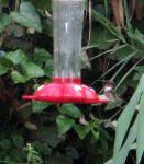 Hummer at feeder