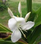 Ginger - first flower