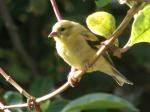 American goldfinch