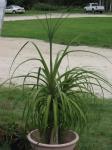 Pony Tail Palm - growing