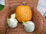 pumpkin and Hubbard squash