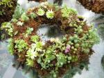 1st Wreath remade 3 times - like the blue/green sedums in this one