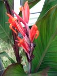 Canna Lily