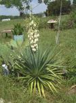 Yucca plant