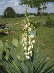 Yucca Plant