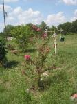 Crepe Myrtle