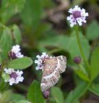 Butterfly to be indentified.