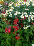 Salvia and Feverfew