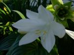 Hosta Plantaginea Bloom