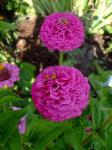 Primula Flowering Zinnia