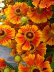 Helenium