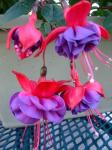 Fuchsia's