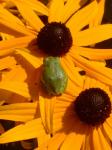 Rudbeckia