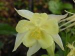 yellow columbine