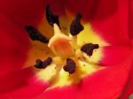 blood red tulip