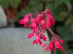 coralbells