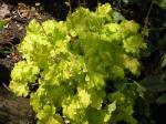 Key Lime Pie coralbells