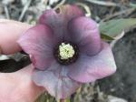 Blue Metalic Lenton Rose