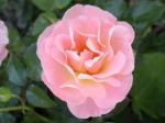 Peachdrift rose